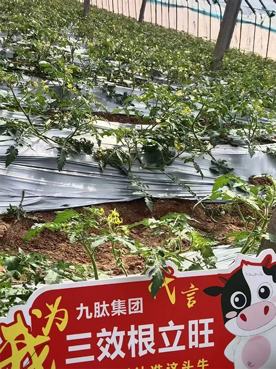 灞变笢涔濊偨鐢熺墿绉戞妧闆嗗洟鏈夐檺鍏徃8.jpg 灞变笢涔濊偨鐢熺墿绉戞妧闆嗗洟鏈夐檺鍏徃8.jpg