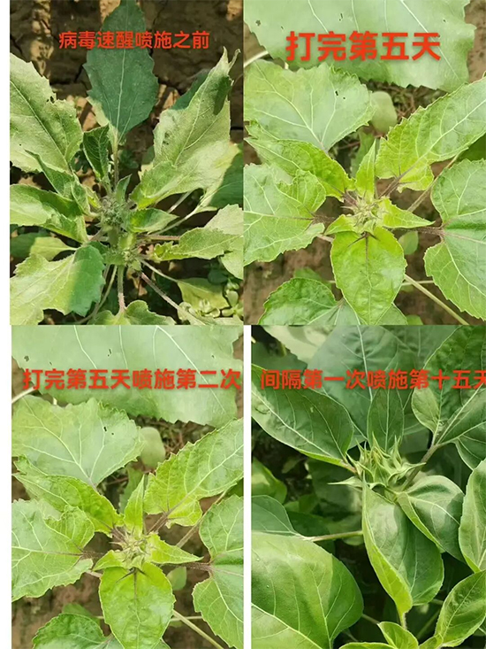 中本立农（北京）农业科技发展有限公司6.jpg
