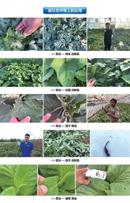 灞变笢鐧句俊鐢熺墿绉戞妧鏈夐檺鍏徃13.jpg 灞变笢鐧句俊鐢熺墿绉戞妧鏈夐檺鍏徃13.jpg