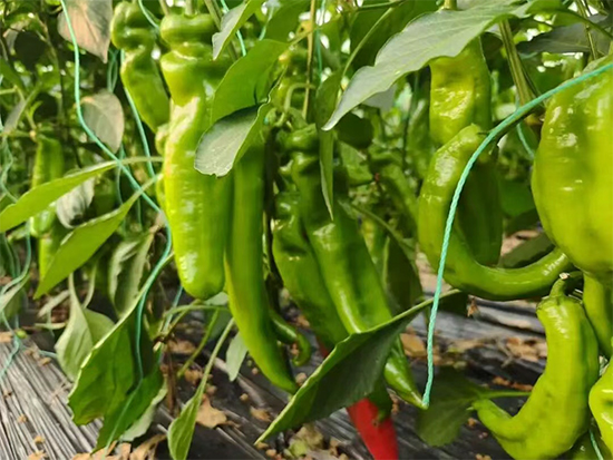 灞变笢鑻卞枂杩涘嚭鍙f湁闄愬叕鍙?.jpg 灞变笢鑻卞枂杩涘嚭鍙f湁闄愬叕鍙?.jpg