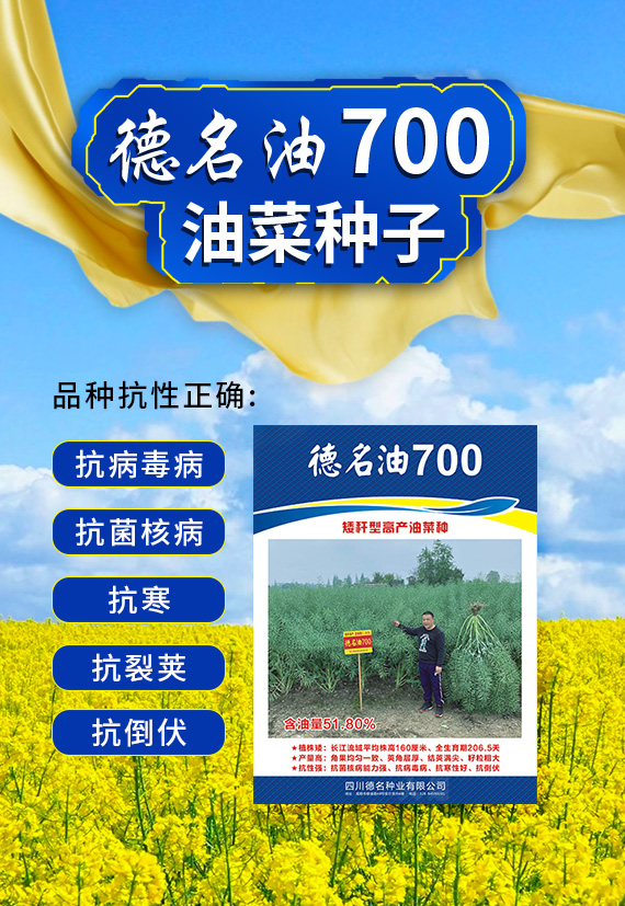 产量徘徊不前,倒伏病害频发?德名油700,高油高产强抗性! 产量徘徊不前,倒伏病害频发?德名油700,高油高产强抗性!