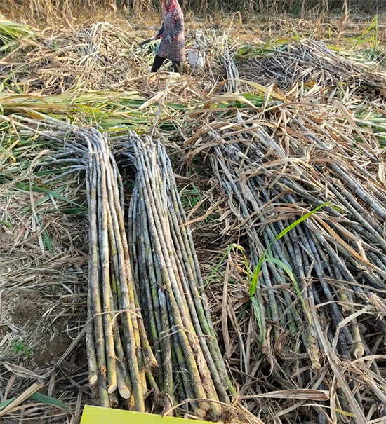骞胯タ绉戝皷鐢熺墿绉戞妧鏈夐檺鍏徃11.jpg 骞胯タ绉戝皷鐢熺墿绉戞妧鏈夐檺鍏徃11.jpg