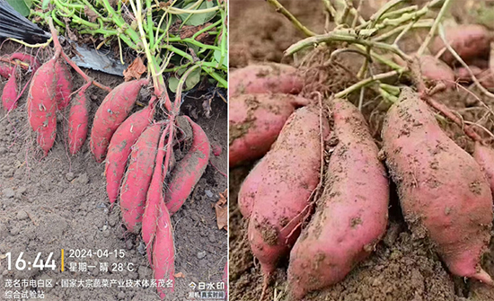 鏂扮枂涓壒鐓よ厫妞嶉吀鏈夐檺鍏徃9.jpg 鏂扮枂涓壒鐓よ厫妞嶉吀鏈夐檺鍏徃9.jpg