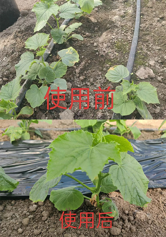 鍑″啘瀹綔鐗╃鎶�鏈夐檺鍏徃4.png 鍑″啘瀹綔鐗╃鎶�鏈夐檺鍏徃4.png