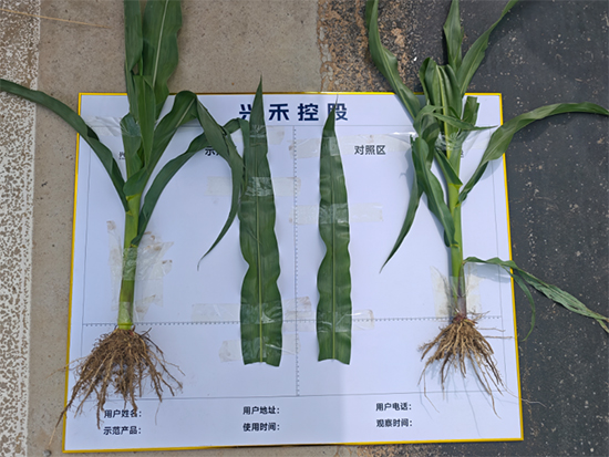 山东兴禾控股有限公司2.jpg