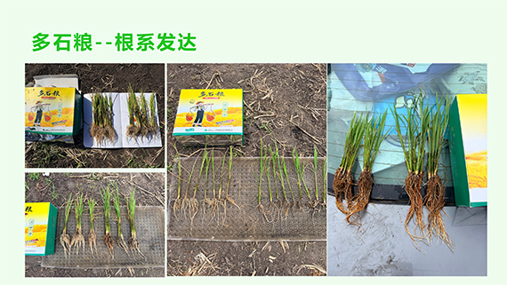 多石粮零售商经销商会议课�?29.jpg