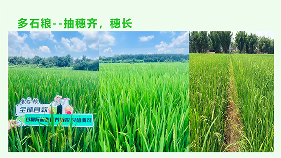 多石粮零售商经销商会议课�?31.jpg