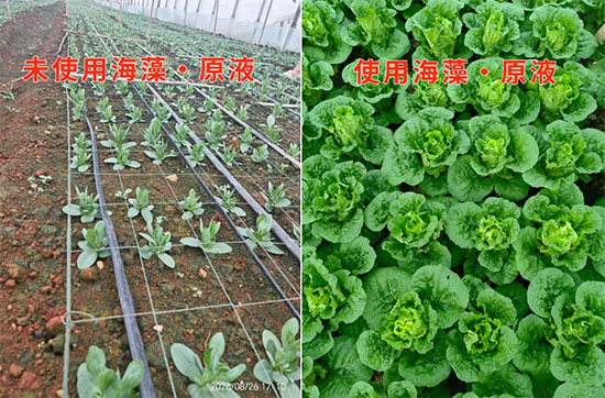北京蓝铂森国际进出口贸易有限公司2.jpg