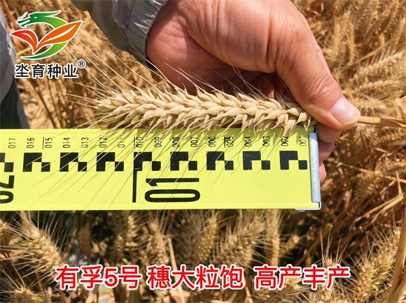 93eea7680a4728b38e013d9a2237c358_6379055520155346734541246.jpg