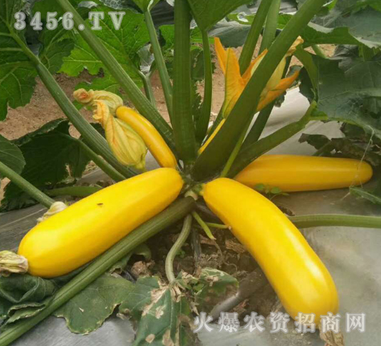��ɫ����«����-��ʥ��