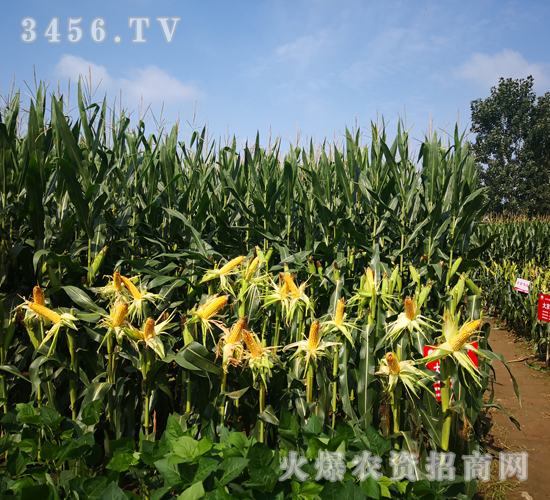 �󾩾�156������-��������-�󾩾�