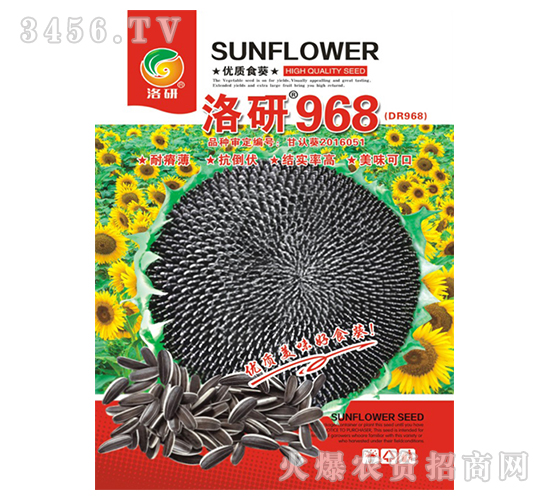 ���տ�����-����968-����