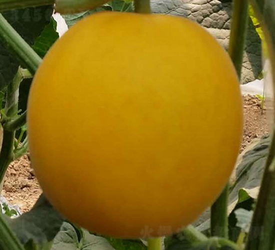 ��կ-�������-³��