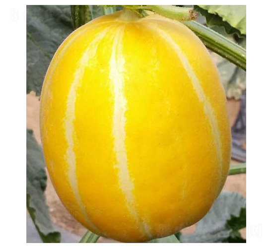 ���-�������-³��