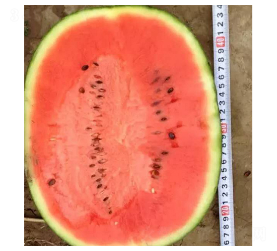 ����-��������-³��