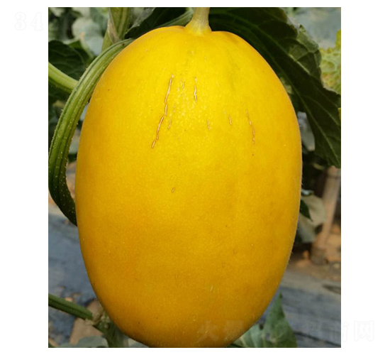��ʢ-�������-³��