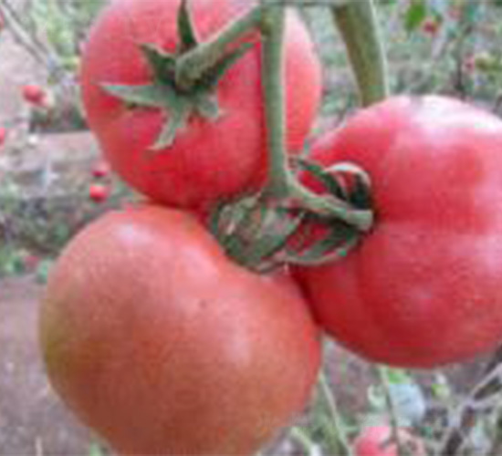 Խ��-��������-³��