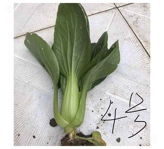 �h��-�๣������-³��