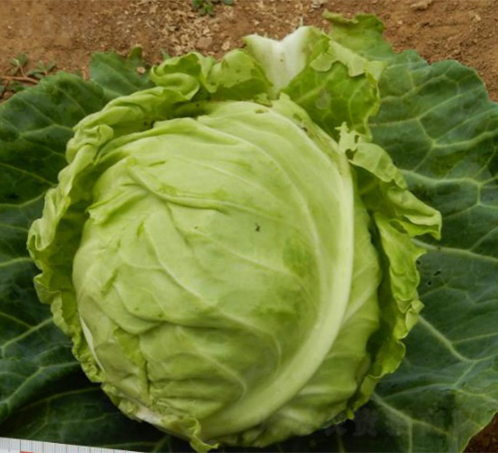 Բ��-��������-³��