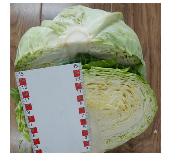 �޷�-��������-³��