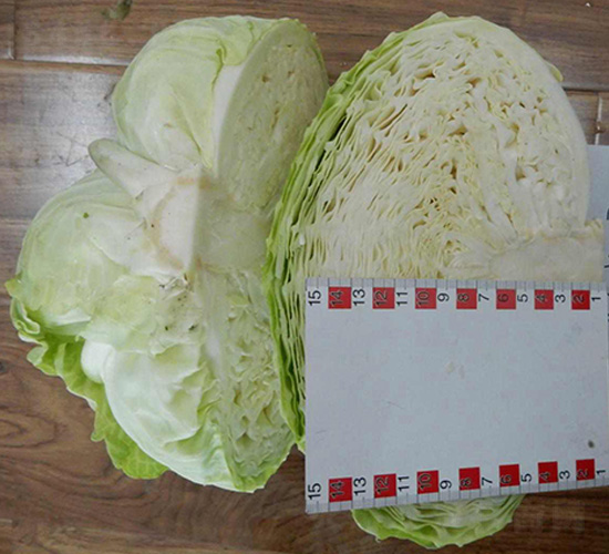 ����-��������-³��