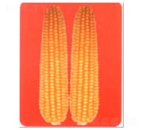 LZ9168-��������-³��