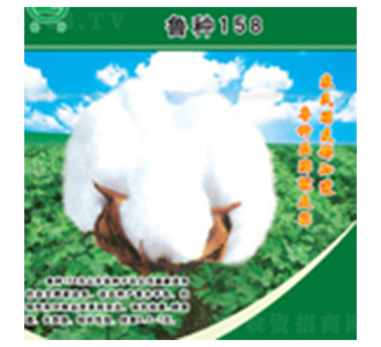 ³��158-�޻�����-³��