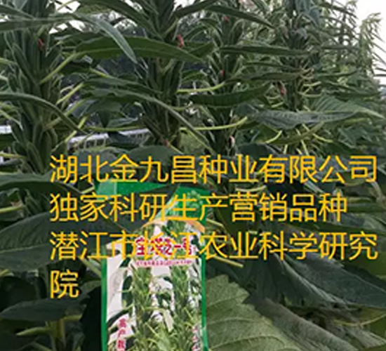 ����֥һ��֥������Ʒ��