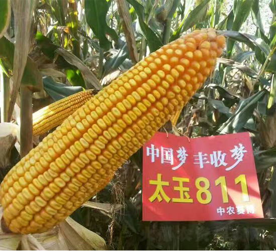 ̫��811-��������-�ҷ�ũҵ