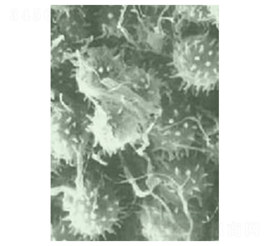 ���۸�ù�������������-�е�����