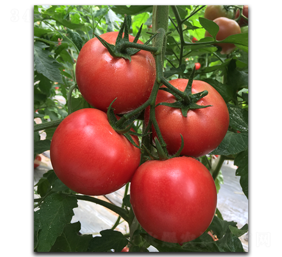����1828-��������