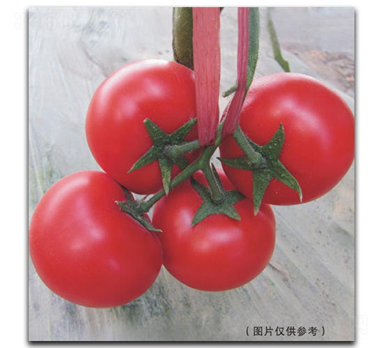 ����515-��������
