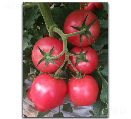 ����ʥ����04-��������