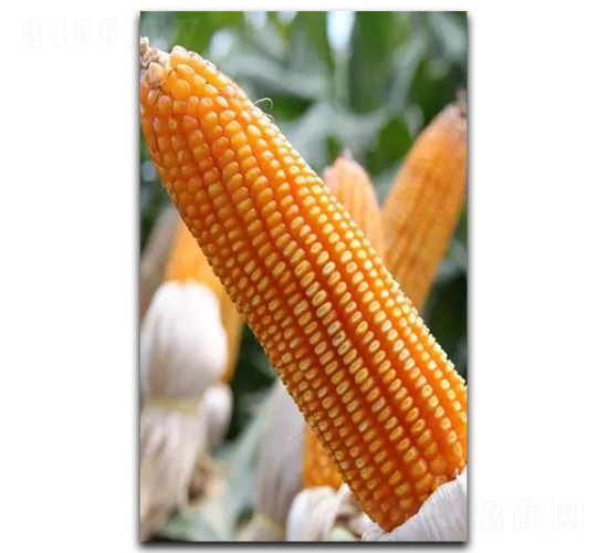 ¡��7889-��������