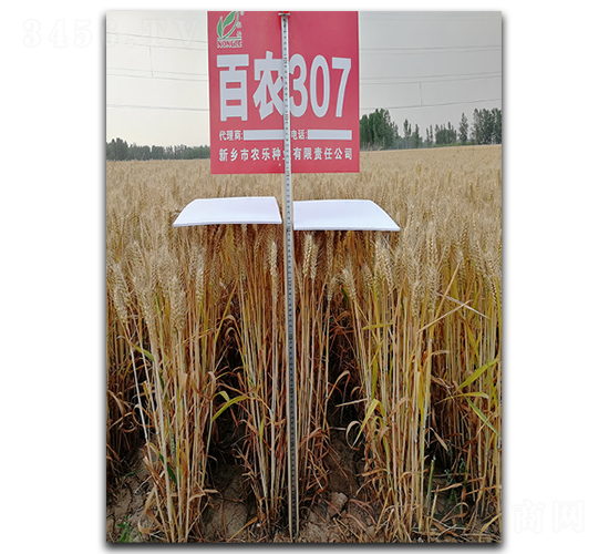 ��ũ307-С������