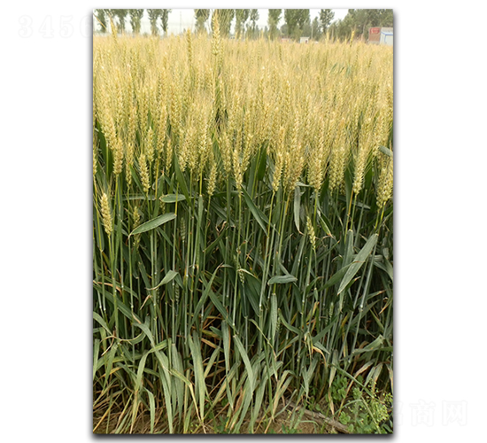 ����170-С������