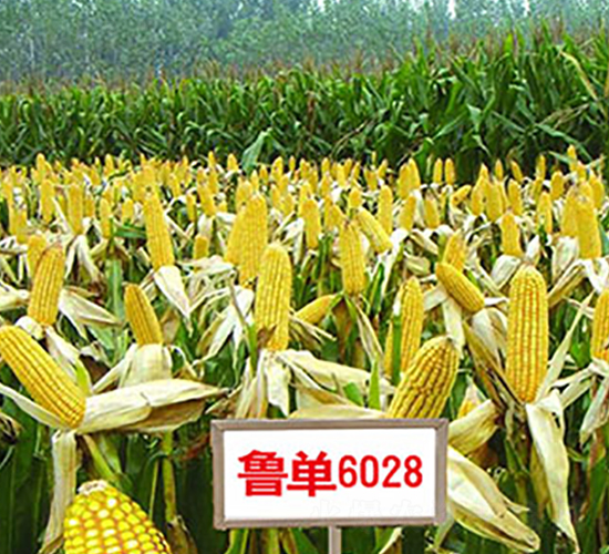 ³��6028-��������-��������