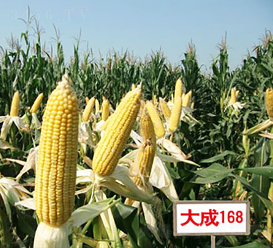���168-��������-��������