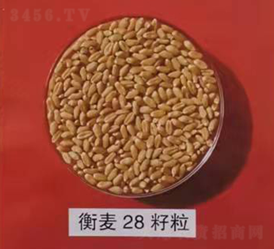 ����28����-С������-������ҵ