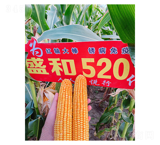 ʢ��520��������Ч��ͼ