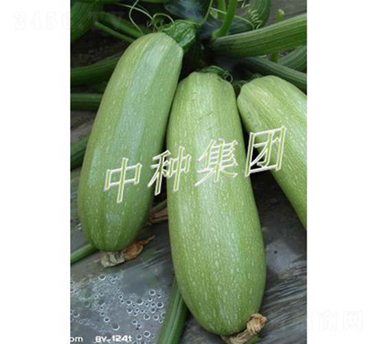 BIJOU-����«����-���ּ���