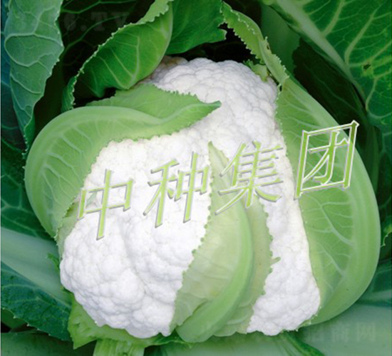 ѩ����-��������-���ּ���