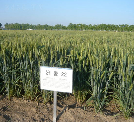 ����22-С������-���ּ���