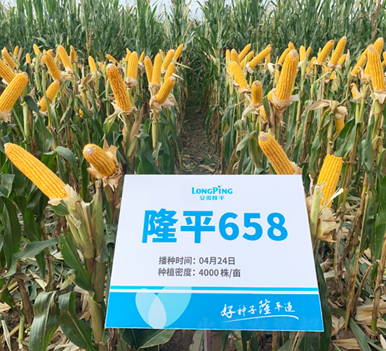 ¡ƽ658-��������-������ҵ
