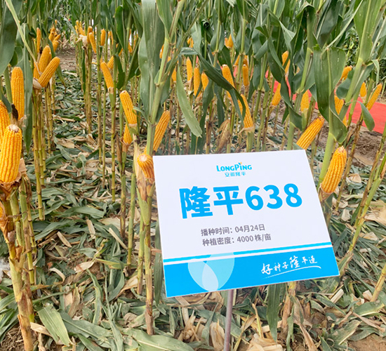 ¡ƽ638-��������-������ҵ