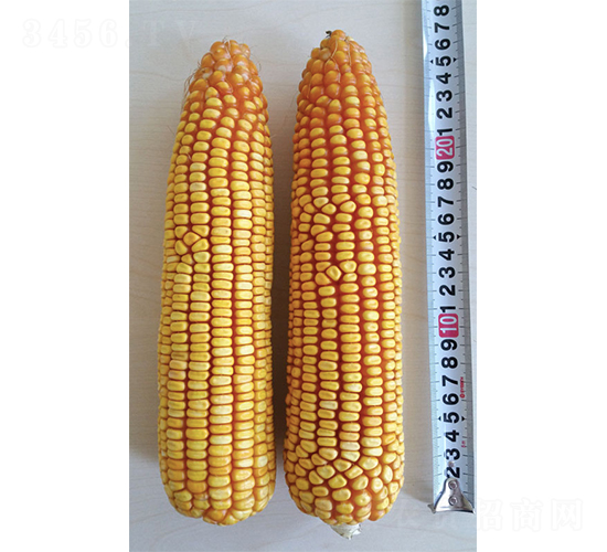 ����968-��������-�Ǻ���ҵ