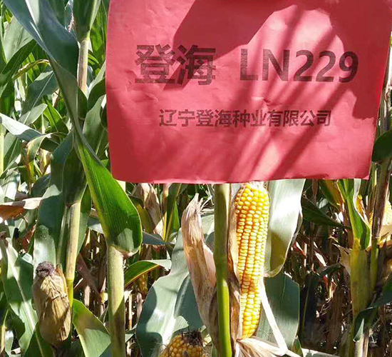 �Ǻ�229-��������-�Ǻ���ҵ