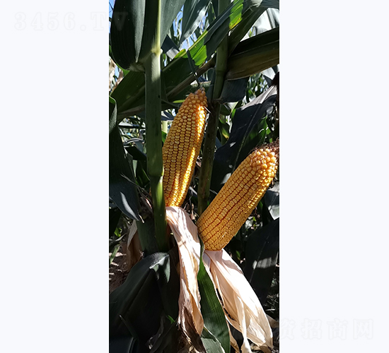 �Ǻ�LN575-��������-�Ǻ���ҵ