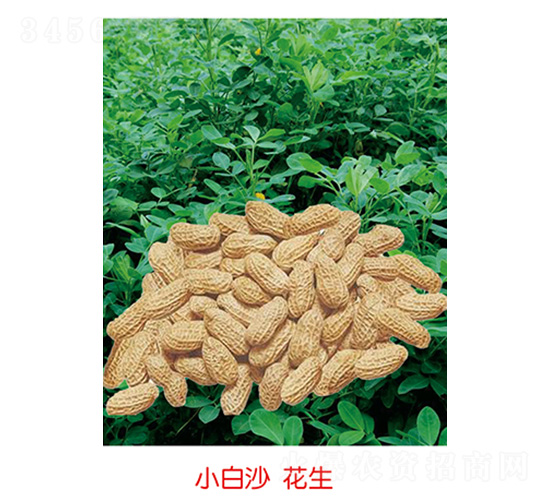С��ɳ����-��������-�Ừ��ҵ