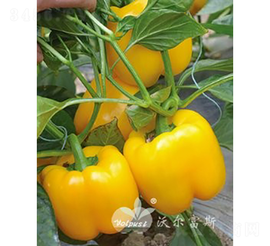 ����F1���紺�����Ӽ�Խ���߲���ɫ�𽷣�-������-�ֶ���˹